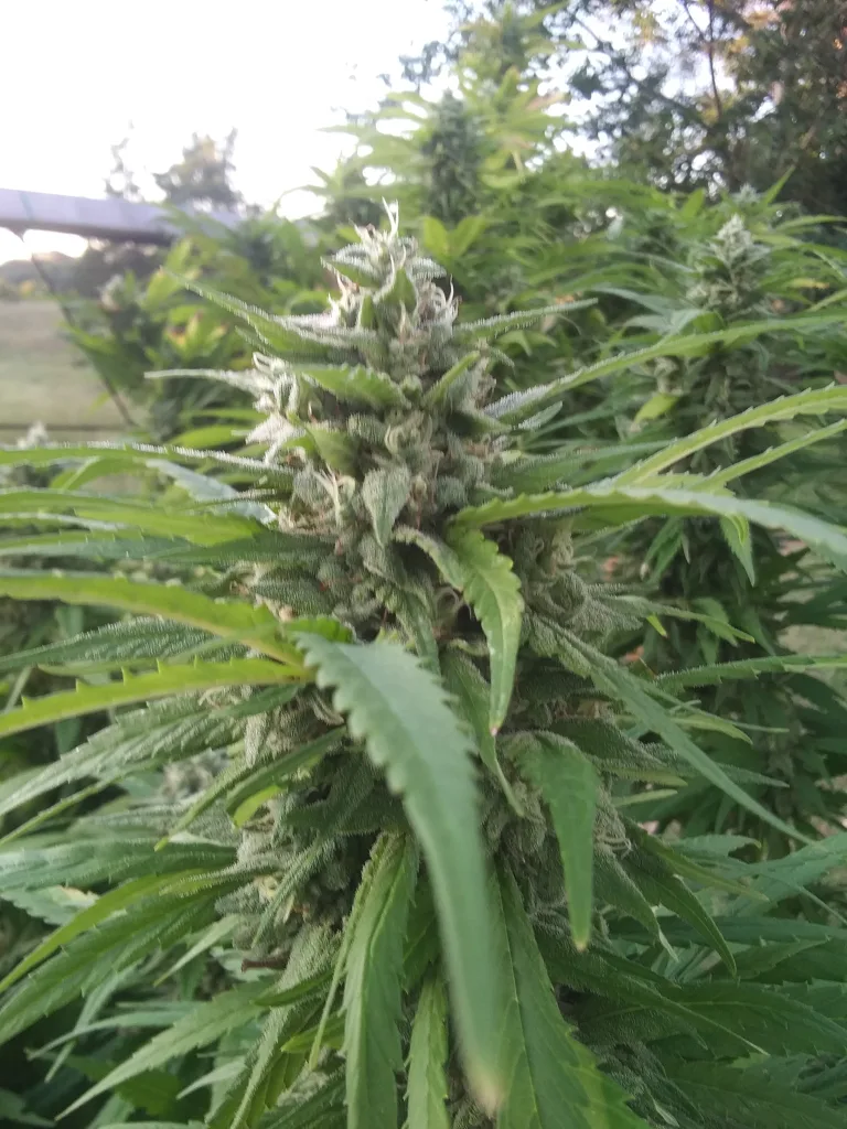 Santa Marta Colombian Gold