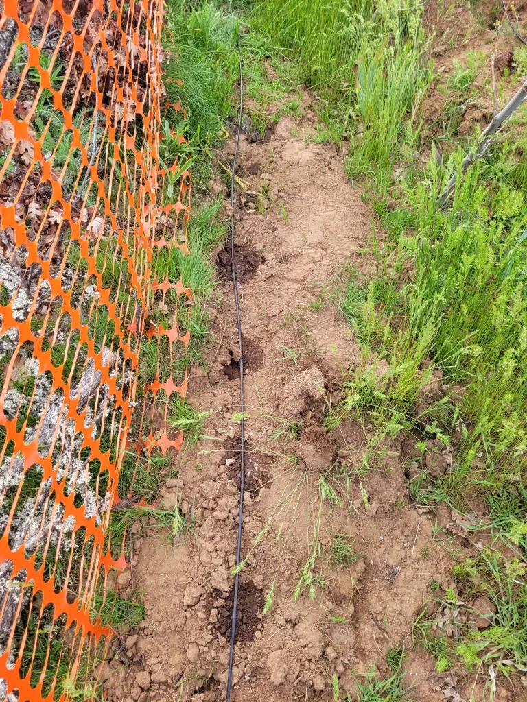 My Permaculture Food Forest Early Spring