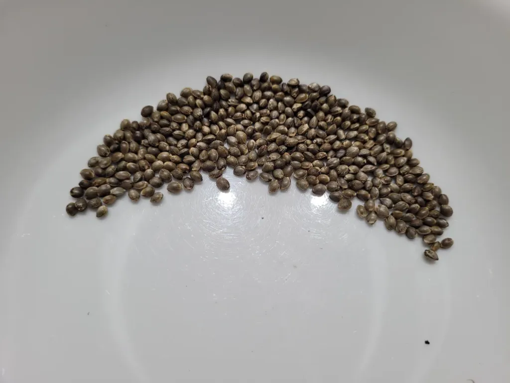 Sour 60 Best Cannabis Seeds