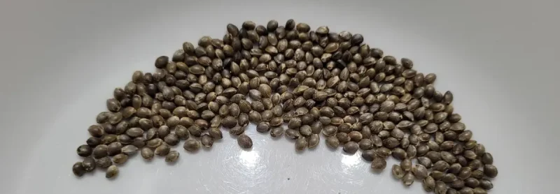 Free cannabis seeds