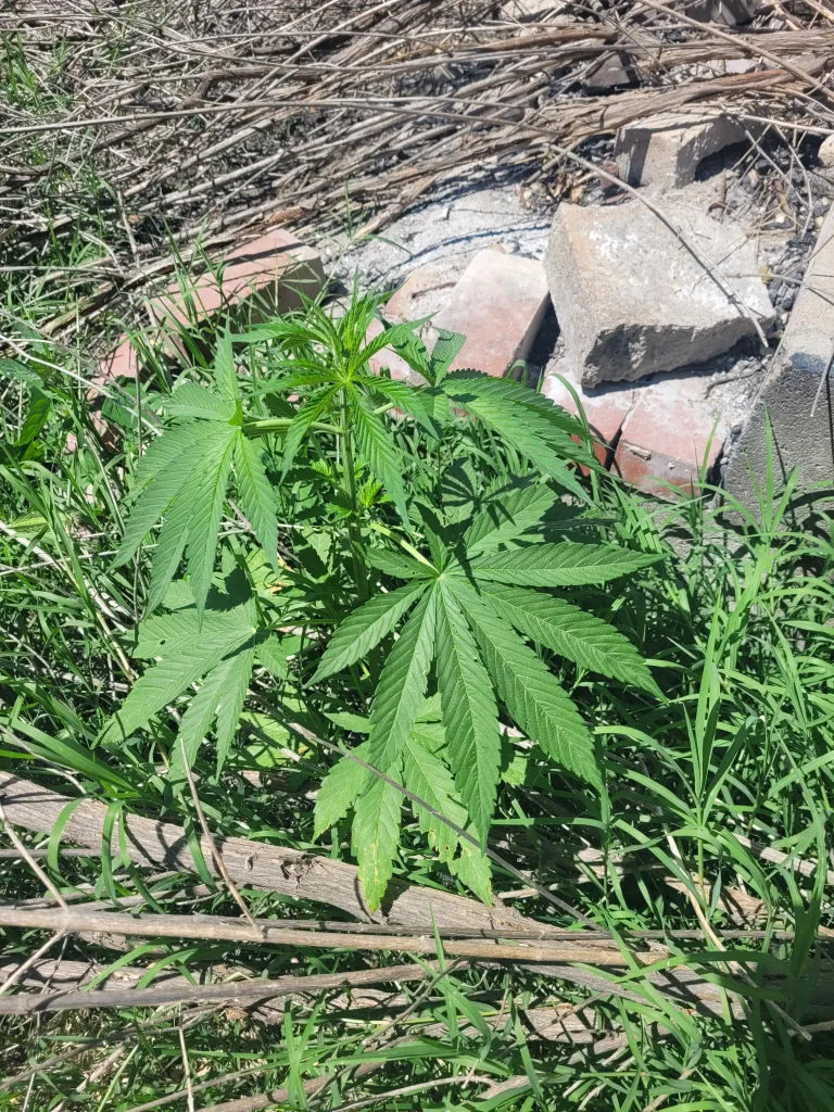 Cannabis Plant