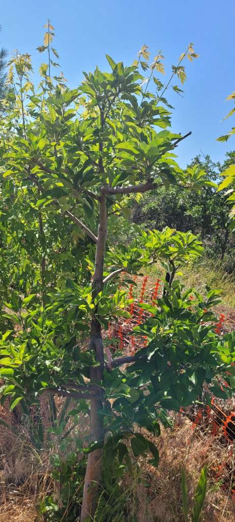Summer in the Food-Forest