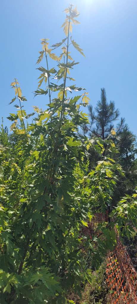 Summer in the Food-Forest
