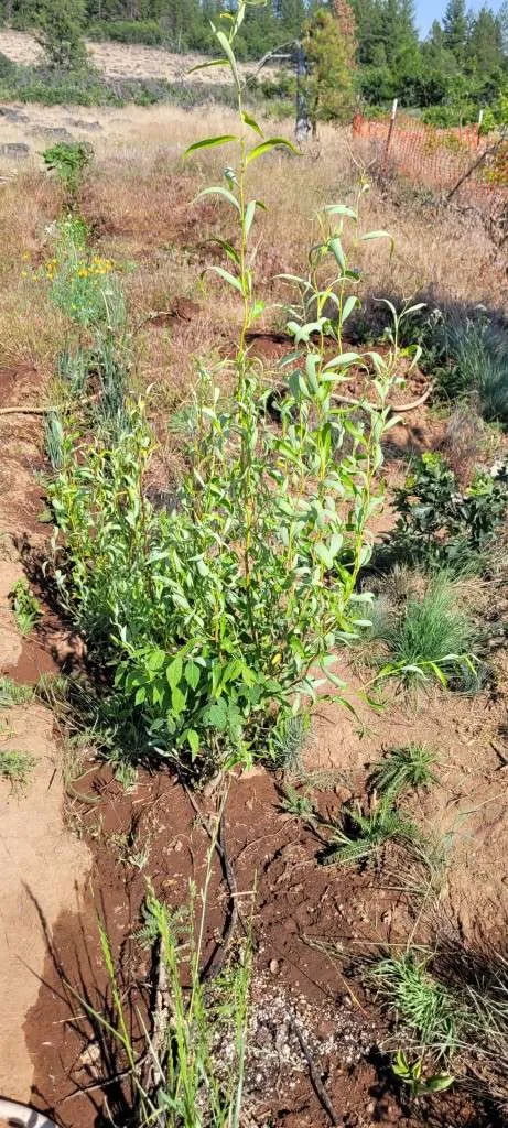 willow Planting Your Food-Forest Inexpensively