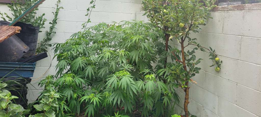 cannabis plant