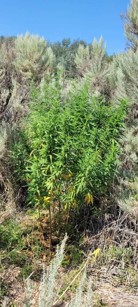 Gorilla Grow