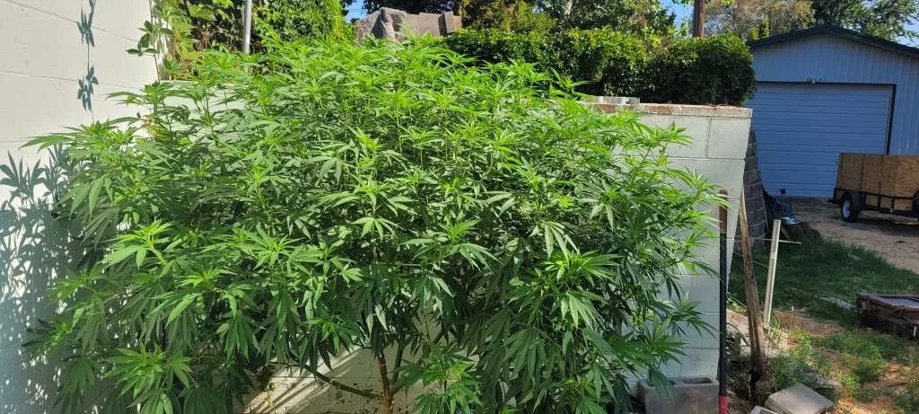 Front View Volunteer Plant