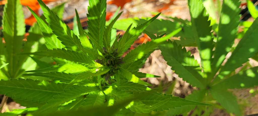 A small male Grandaddy Purple plant
