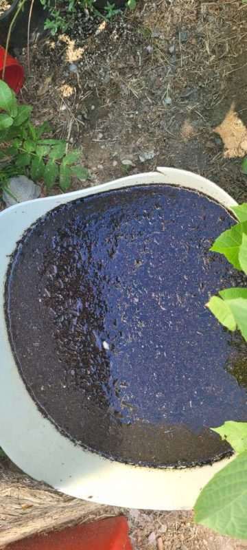 Compost Tea