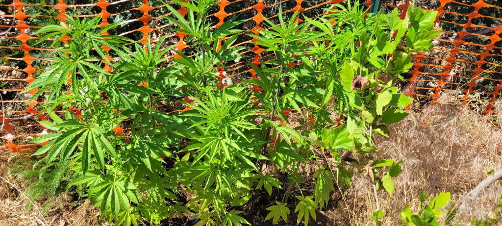Grandaddy Purple Cannabis Plants
