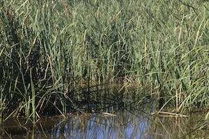Marshland