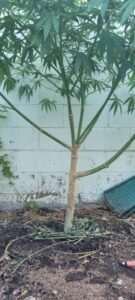 cannabis defoliation
