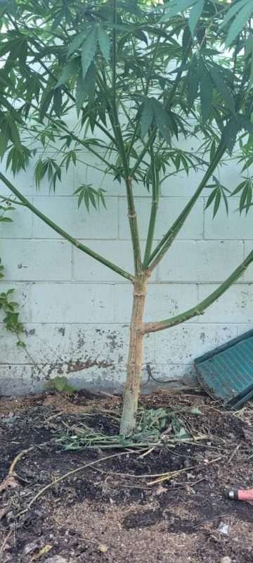 cannabis defoliation