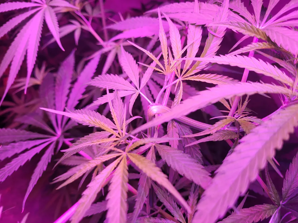 Supercropping Cannabis