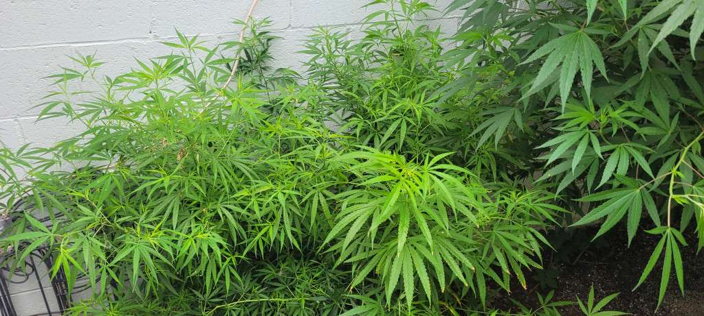 Odiska Sativa
