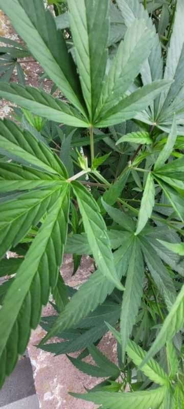 Topping a Cannabis Plant