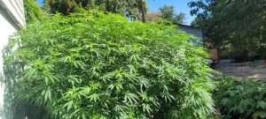 Understanding 'plant time' when growing cannabis