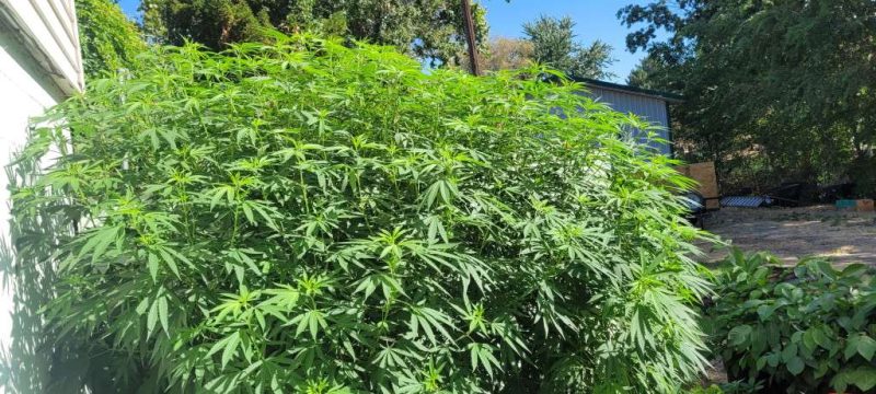 Volunteer Cannabis Plant The Wild Thing