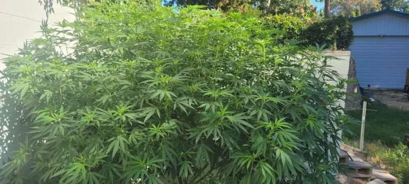 Volunteer Plant Aug. 16