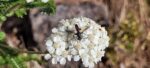 Yarrow