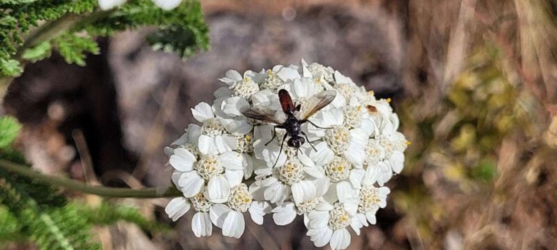 Yarrow