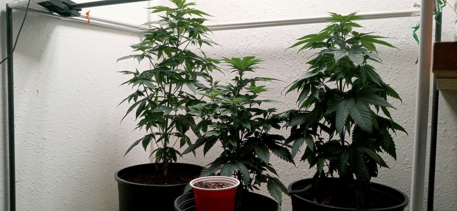 The Skylar Skunk weed is a legend, hard to find!