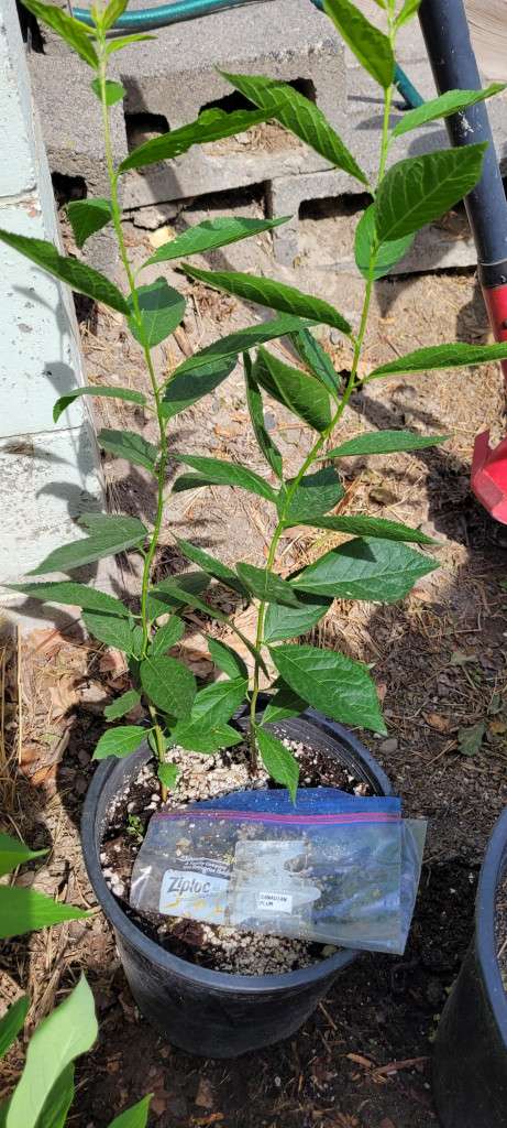 Canadian Plum My New Out-House