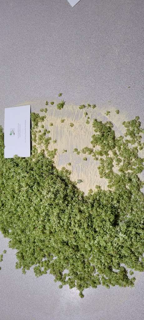 Cannabis Pollen