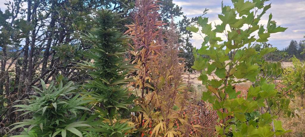 Granddaddy Purple Family