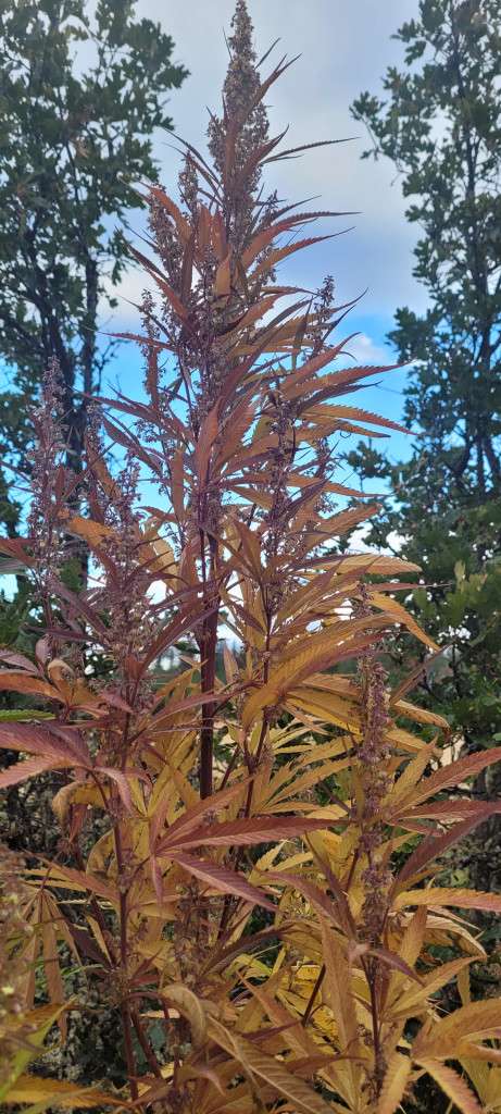 Granddaddy Purple Father Plant
