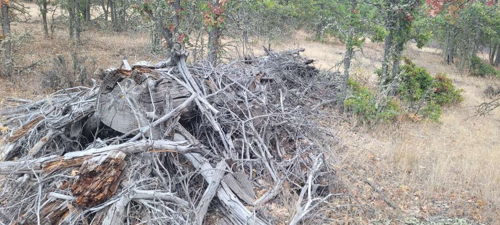 My First Brush Pile Fall is Beautiful Up At My Property