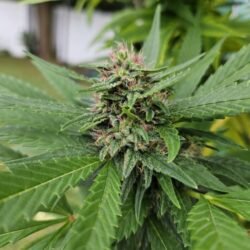 Panama Red Free Seed