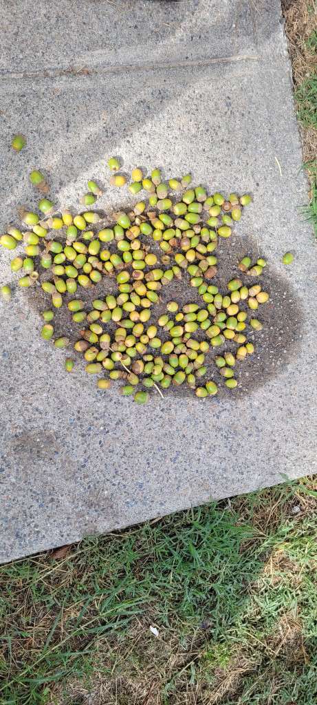 White Oak Acorns Fall is Beautiful Up At My Property