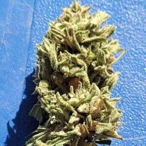 Gorilla Glue