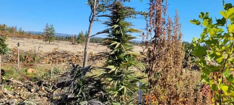 Granddaddy Purple mother plants