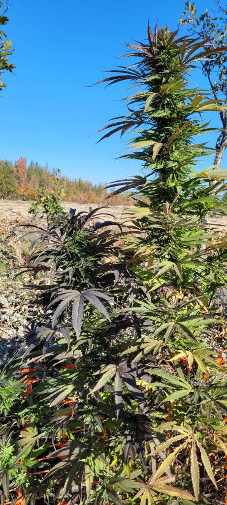 Granddaddy Purp Spring Has Sprung! Things Begin to Grow