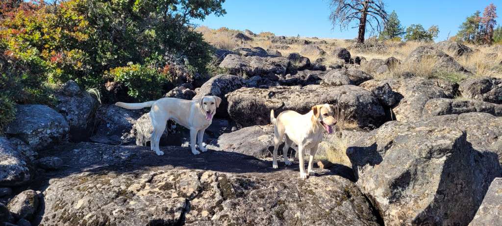 My Pups Indian Summer Granddaddy Purple and Elk!