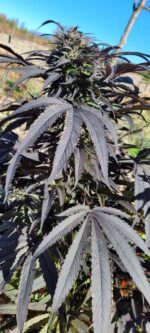 Black Granddaddy Purple...
