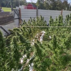 Free Cannabis Seed Order Garden