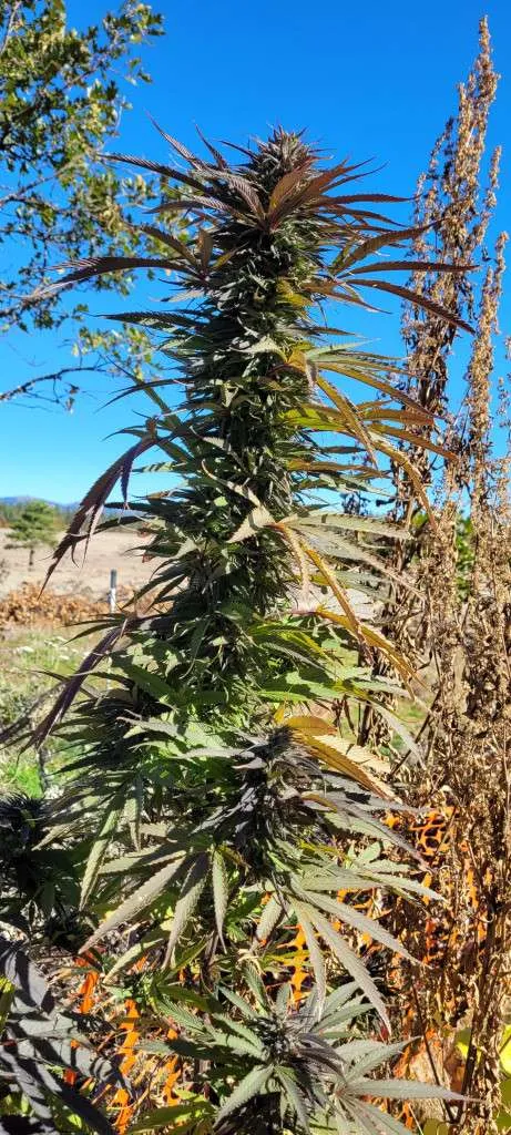 Nice Top Bud Granddaddy Purple