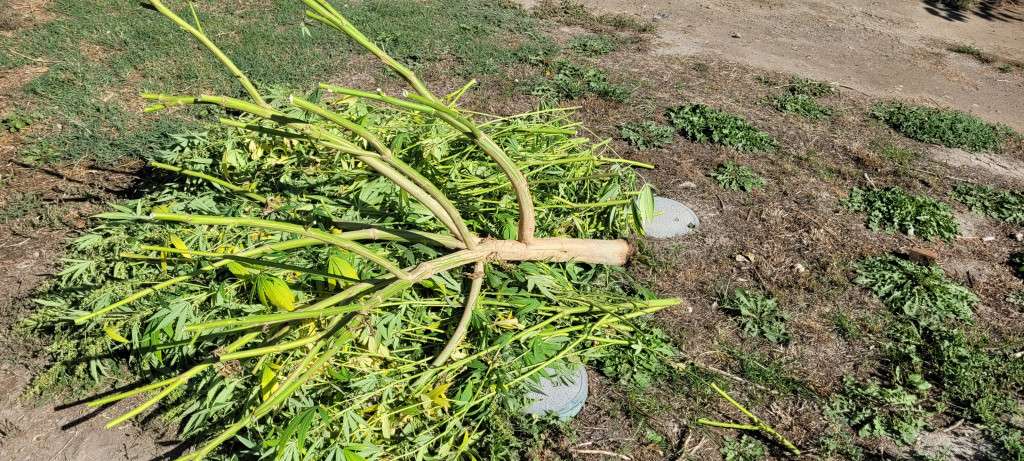 10 pound monster cannabis plant