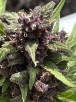 Sour 60