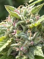 Sour 60 Auto