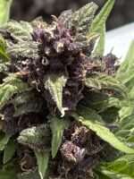 Sour 60