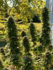 Free Pot Seeds