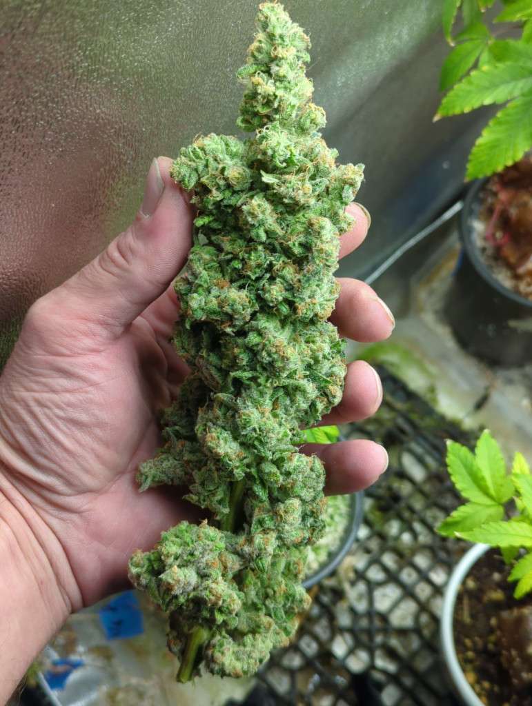 The Sauce Cannabis Strain