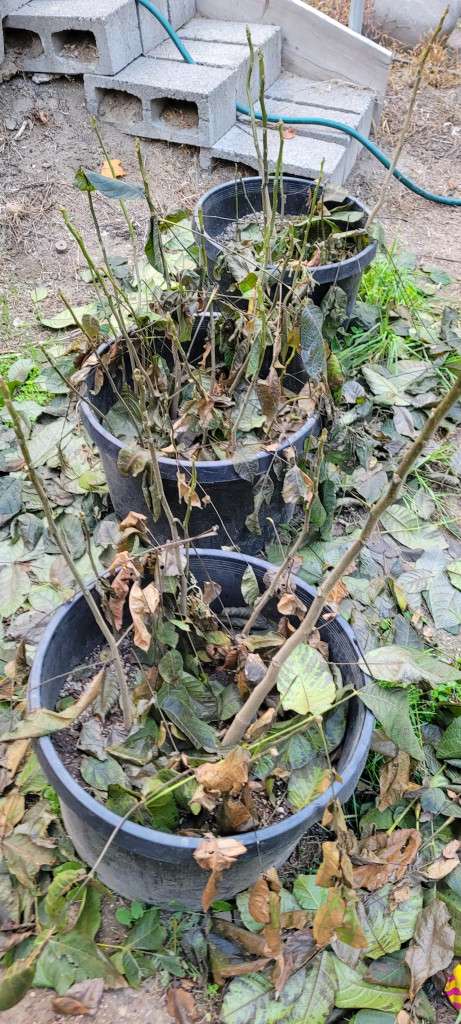 Walnut Trees Planting Your Food-Forest Inexpensively