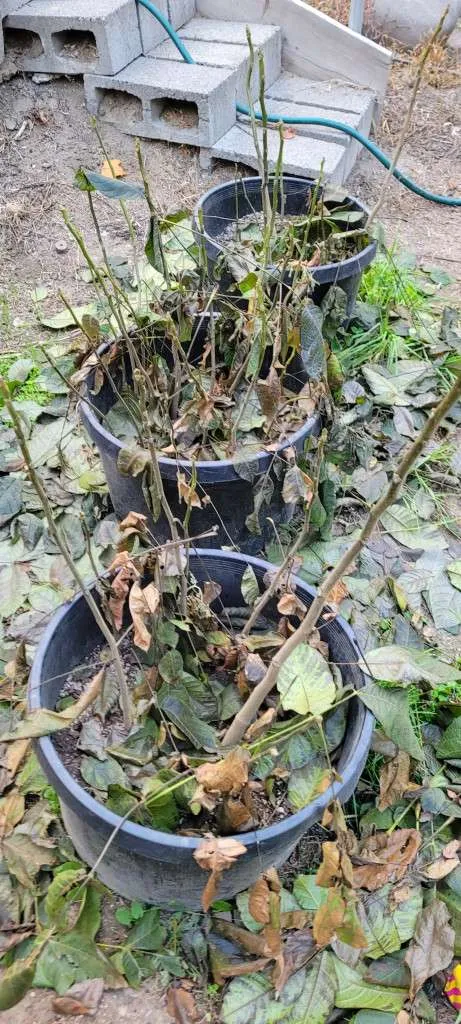 Walnut Trees Planting Your Food-Forest Inexpensively