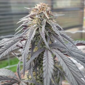 Black Alaska Purple