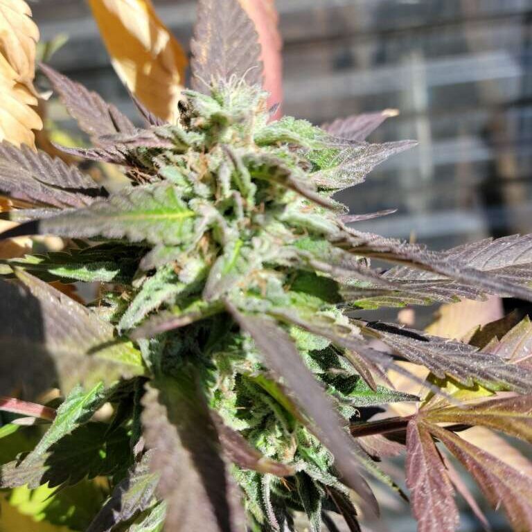 Black Caramel Kush